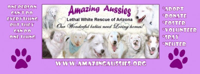 Amazing Aussies Lethal White Rescue Of Arizona - Pet Shelter and Rescue in Scottsdale, Arizona