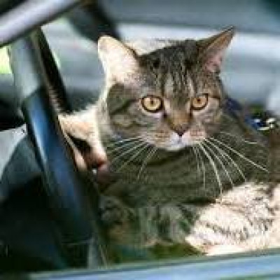 FIV Felines, Transports And More - Pet Shelter and Rescue in Holts Summit, Missouri