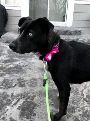 Wanted Paws - Pet Shelter and Rescue in Andover, Kansas