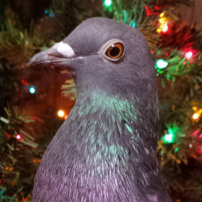 Pigeons As Pets Rescue - Pet Shelter and Rescue in Fairmont, West Virginia