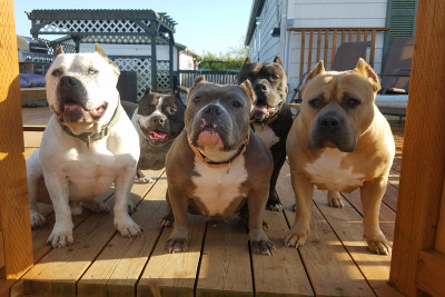 BRAVE Rescue - Pet Shelter and Rescue in Onalaska, Washington