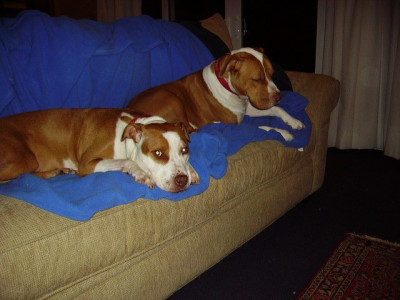 The Polished Pitbull - Pet Shelter and Rescue in Phoenixville, Pennsylvania