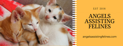 Angels Assisting Felines - Pet Shelter and Rescue in Lewis Center, Ohio