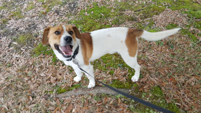 Lake Martin Animal Sanctuary - Pet Shelter and Rescue in Eclectic, Alabama