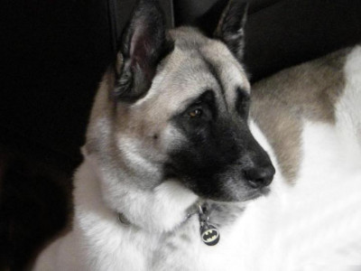 Akita Angels, Inc. - Pet Shelter and Rescue in Santa Clarita, California