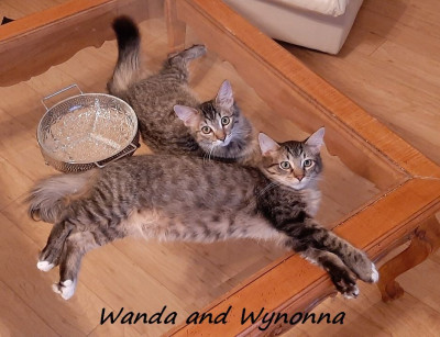 Kitty Kat Rescue, Inc. - Pet Shelter and Rescue in Mesa, Arizona