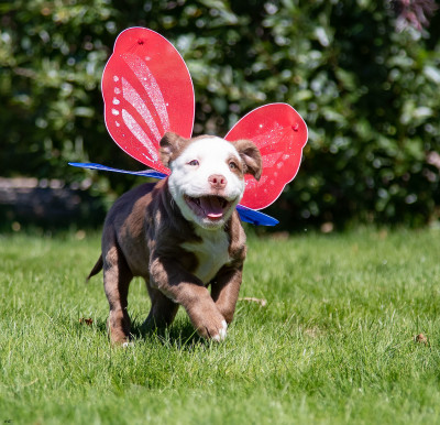 Pawsibilities - Pet Shelter and Rescue in New Washoe City, Nevada