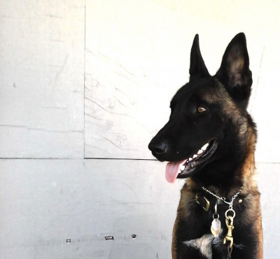 State Of Jefferson Working Dogs - Pet Shelter and Rescue in Gold Hill, Oregon