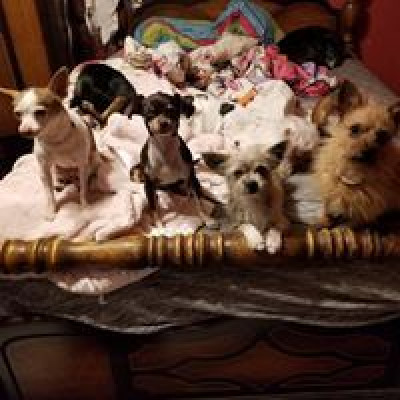 Lift Me Up Rescue - Pet Shelter and Rescue in Van Alstyne, Texas