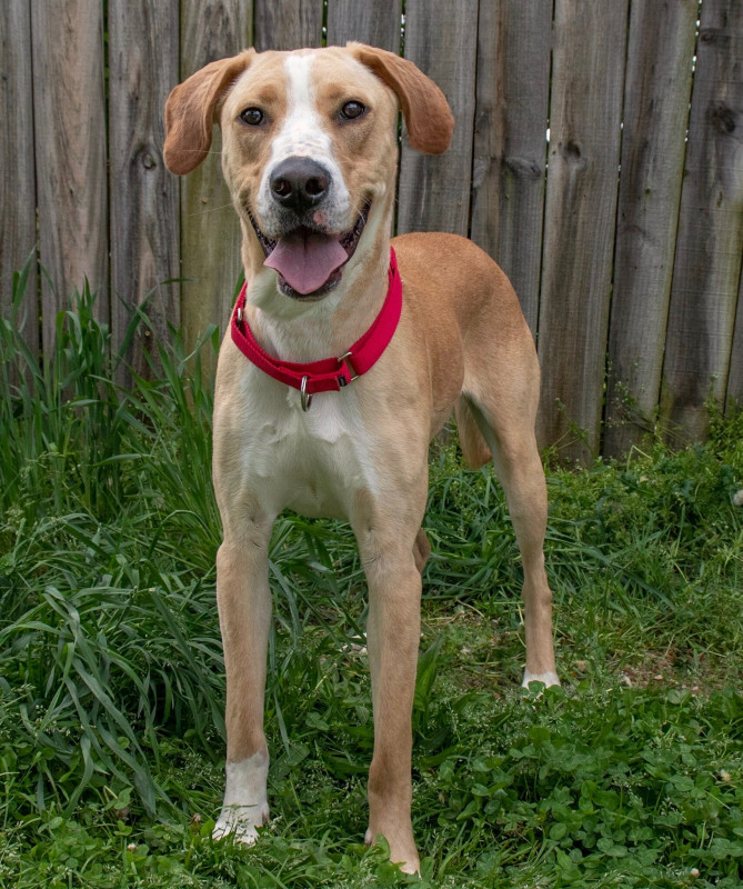 Big Fluffy Dog Rescue - Pet Shelter and Rescue in Nashville, Tennessee ...