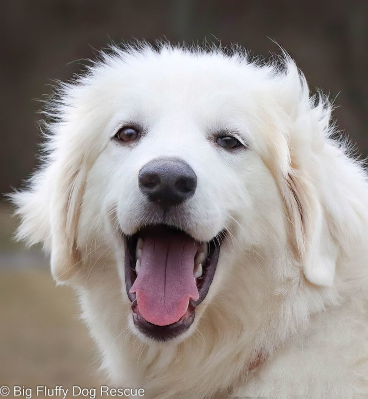 Large Yellow Lab Big Fluffy Dog Rescue - Pet Shelter and Rescue in Nashville, Tennessee ...