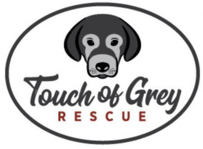 Touch Of Grey Rescue - Pet Shelter and Rescue in Melbourne Beach, Florida