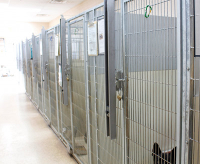 Verde Valley Humane Society - Pet Shelter and Rescue in Cottonwood, Arizona