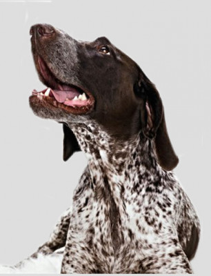 Dogwood Rescue Society - Pet Shelter and Rescue in Vancouver, British Columbia