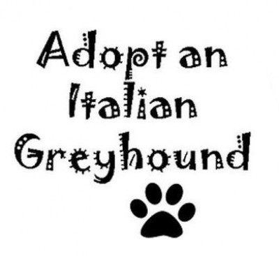 Italian Greyhound Rescue - Pet Shelter and Rescue in Costa Mesa, California
