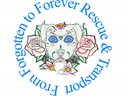 From Forgotten To Forever - Pet Shelter and Rescue in Colorado Springs, Colorado