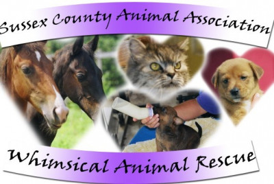 Whimsical Animal Rescue Inc. Of Sussex County Animal Association - Pet Shelter and Rescue in Seaford, Delaware