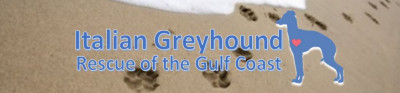 Italian Greyhound Rescue Gulf Coast (IGCA) - Pet Shelter and Rescue in Lutz, Florida
