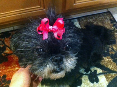 Shih Tzu And Furbaby Rescue - Pet Shelter and Rescue in Alafaya, Florida