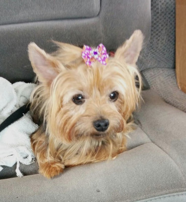 Shih Tzu And Furbaby Rescue, Inc. - Pet Shelter and Rescue in Jacksonville, Florida