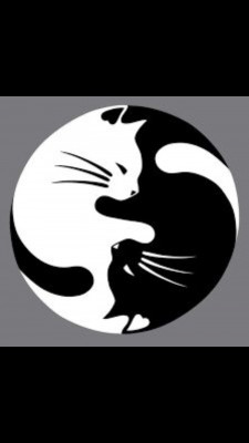 Little Cat Rescue Inc  - Pet Shelter and Rescue in Zephyrhills, Florida