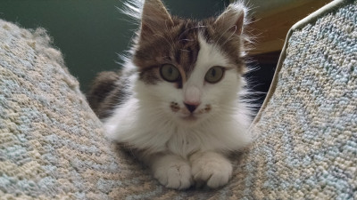 Cat Crew - Pet Shelter and Rescue in Cedars, Pennsylvania