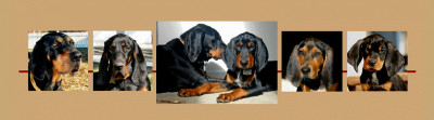 American Black And Tan Coonhound Rescue, Inc. - Pet Shelter and Rescue