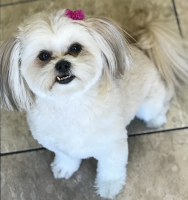 Mixed Up Mutts And Shepherds Too - Pet Shelter and Rescue in Phoenix, Arizona