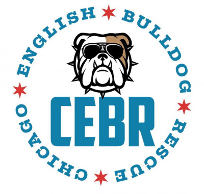Chicago English Bulldog Rescue - Pet Shelter and Rescue in Chicago, Illinois