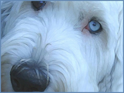 Midwest Old English Sheepdog Rescue - Pet Shelter and Rescue in Greensburg, Indiana