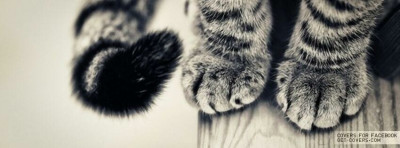 Feline Community Network - Pet Shelter and Rescue in Hobart, Indiana