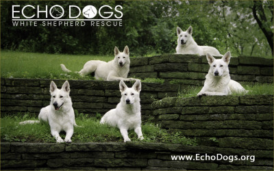 Echo Dogs White Shepherd Rescue - Pet Shelter and Rescue in Londonderry, New Hampshire
