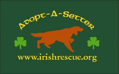 Adopt A Setter - Pet Shelter and Rescue in Readington Township, New Jersey