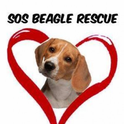 SOS Beagle Rescue-NJ - Pet Shelter and Rescue in Waterford, New Jersey