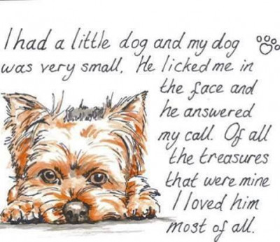 YorkieHaven - Pet Shelter and Rescue in Gloucester Township, New Jersey