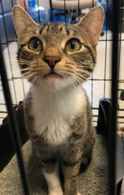 Old Bridge Animal Shelter - Pet Shelter and Rescue in Old Bridge, New Jersey