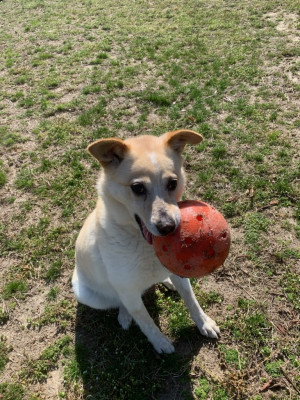 The Animal Welfare Society Of Cape May County - Pet Shelter and Rescue in Middle Township, New Jersey