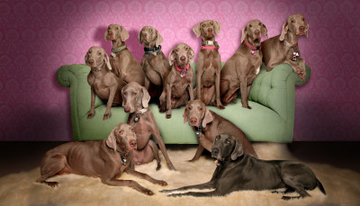Tickled Pink Weimaraner Rescue - Pet Shelter and Rescue in Albuquerque, New Mexico