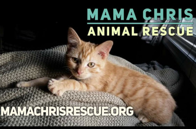 Mama Chris Animal Rescue Inc. - Pet Shelter and Rescue
