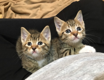 Frisky Fosters - Pet Shelter and Rescue