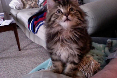 Allegany County Trap, Neuter, Return - Pet Shelter and Rescue in Wellsville, New York