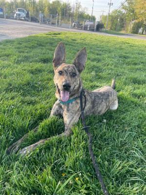 B And R Bunkhouse Adoptables - Pet Shelter and Rescue in North Syracuse, New York