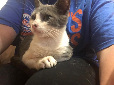 Feral To Family Cat Rescue - Pet Shelter and Rescue in Huntington, New York