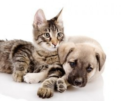 Love City Angels - Pet Shelter and Rescue in New York, New York