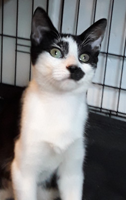 Kittynap Kitten Rescue - Pet Shelter and Rescue in Bethpage, New York