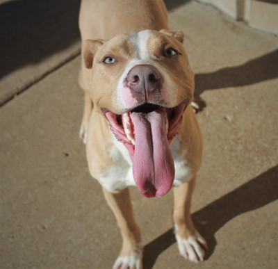 Brownsville Haywood County Animal Shelter - Pet Shelter and Rescue in Brownsville, Tennessee