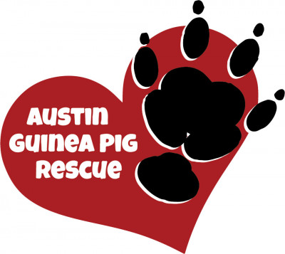 Austin Guinea Pig Rescue - Pet Shelter and Rescue in Austin, Texas