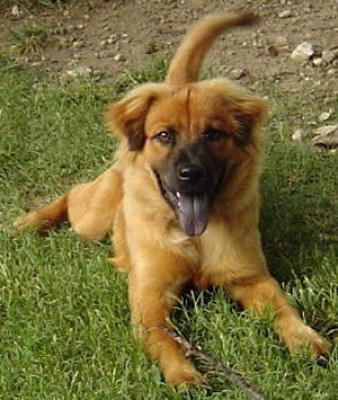 Pet Connection - Pet Shelter and Rescue in Fort Worth, Texas