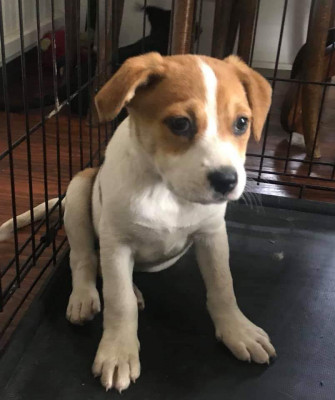 Friends Of Jefferson Animals - Pet Shelter and Rescue in Jefferson, Texas