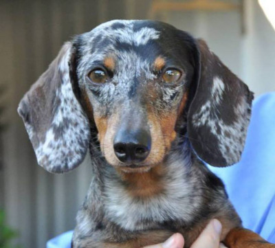 Dachshund Lovers Of Texas - Pet Shelter and Rescue in Dallas, Texas